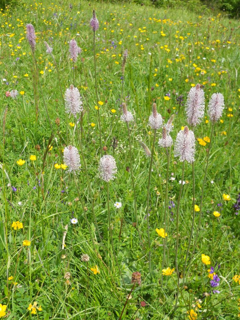 Plantago media / Piantaggine pelosa